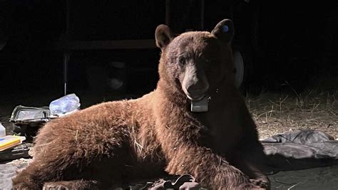 Researchers radio-collar 1st bear in mountains near LA